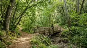 Walking trail through oak grove